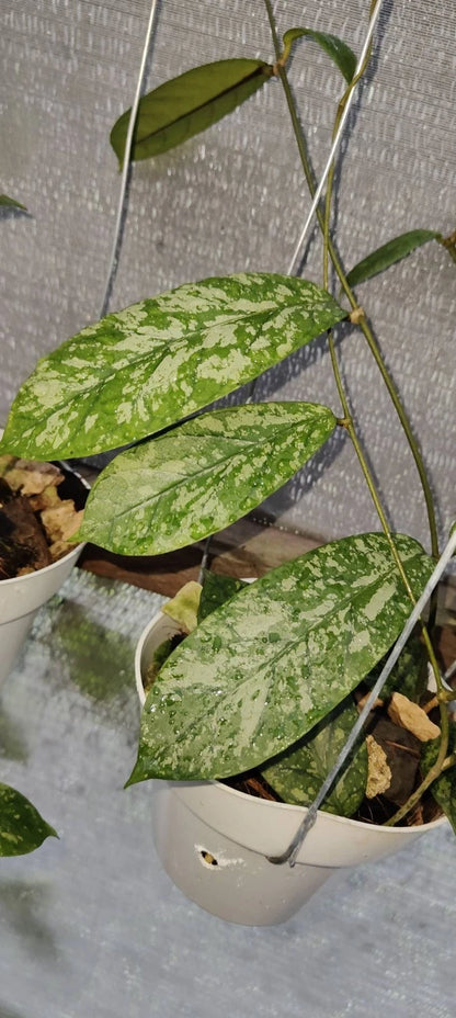 Hoya meredithii 'Aceh High Splash' (Wax Plant) – Premium Rare Live Tropical Indoor Houseplant in 4" Pot (Heavy Silver-Veined Foliage & Unique Blooms)