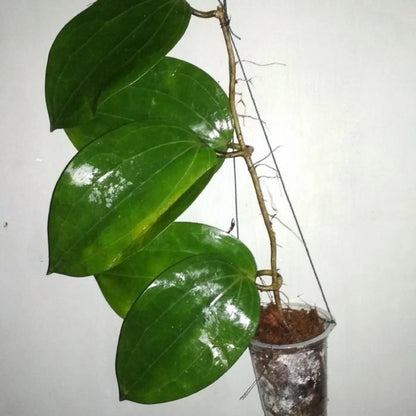 Hoya glabra – Elegant Exotic Tropical Wax Vine