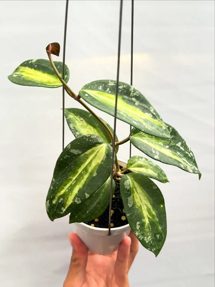 Hoya Latifolia Inner Variegated Plant | Rare Variegated Hoya | Tropical Wax Plant | Indoor Outdoor Houseplant