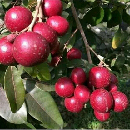 Grafted Ruby Red Longan (Lengkeng Merah) Seedling – Rare Tropical Masterpiece