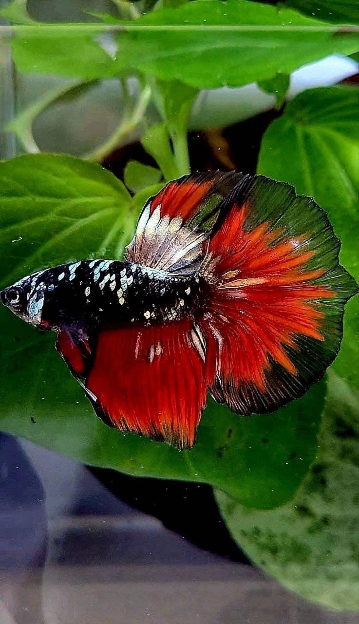Rare Halfmoon Black Galaxy Avatar Copper Vampire - Premium Import Betta Fish From Indonesia