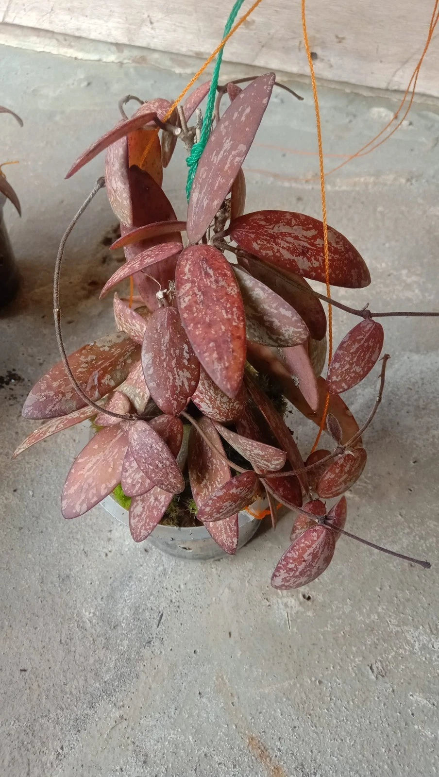 Hoya aff. sigillatis 'Red' (Big Size Specimen) – Rare Bornean Tropical Wax Plant Live Epiphytic Vine for Indoor Collectors