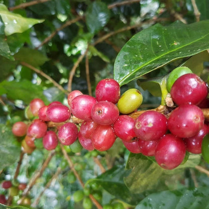 Premium Metu Bishari Coffee Seeds (Coffea sp.) – Rare Wild Ethiopian Coffee Bean Seeds for Planting (High Germination)