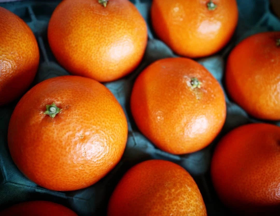 Beni Madonna Orange Seeds 300+ (Citrus reticulata 'Beni Madonna' / Ehime 28) – Bulk Rare Japanese Luxury Citrus Fruit Tree Seeds for Planting