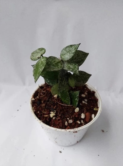 Rare Hoya Krohniana Eskimo Live Plant - Premium Super Splash Fragrant Tropical Wax Plant Starter