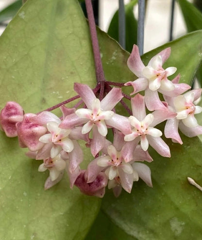 Hoya uncinata – Rare Tropical Wax Vine