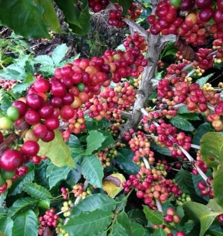 Geisha Brazilian Coffee Seeds (Coffea arabica) – 120+ Premium Certified Gesha Coffee Seeds for Planting
