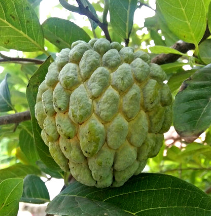 Big Australian Sugar Apple (Annona squamosa) – 100+ Premium Seeds (Sweetsop/Custard Apple)