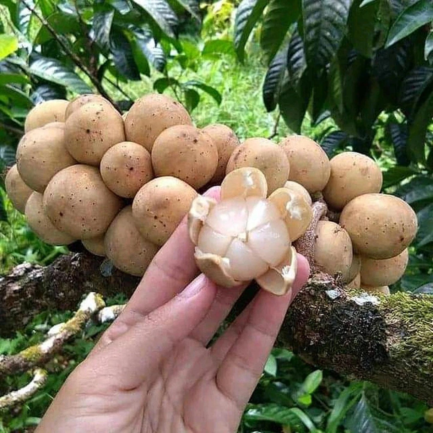 Grafted Duku Dukong Seedling – Premium Tropical Fruit Tree