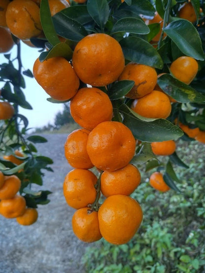 Amanatsu Orange Seeds (Citrus Natsudaidai) – Certified Heirloom Exotic Citrus Fruit Crop for Planting