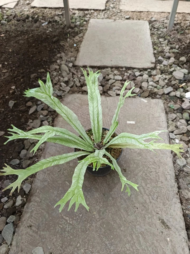 Variegated Bird’s Nest Fern | Asplenium nidus | Rare Exotic Tropical Plant | Decorative Foliage Houseplant