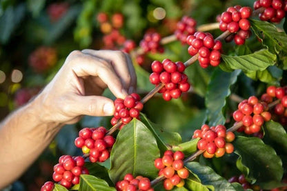 TRS1 Coffee 300+ Seeds (Coffea canephora var. TRS1) – Bulk Special Robusta Coffee Beans for Planting and Cultivation