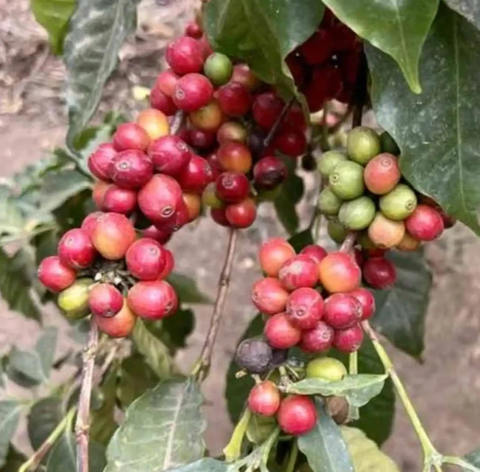 Arusha Coffee Seeds (Coffea arabica) – 120+ Premium Coffee Beans