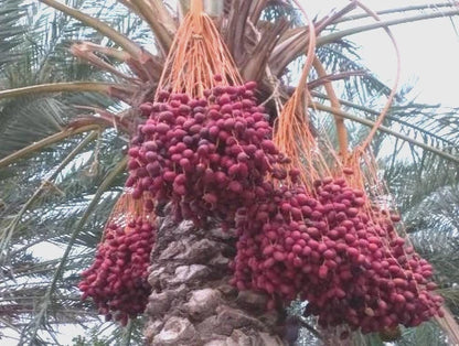 Anbara Red Strain Date Palm Seeds (Phoenix dactylifera) – 35 Premium Rare Madinah Red Date Seeds
