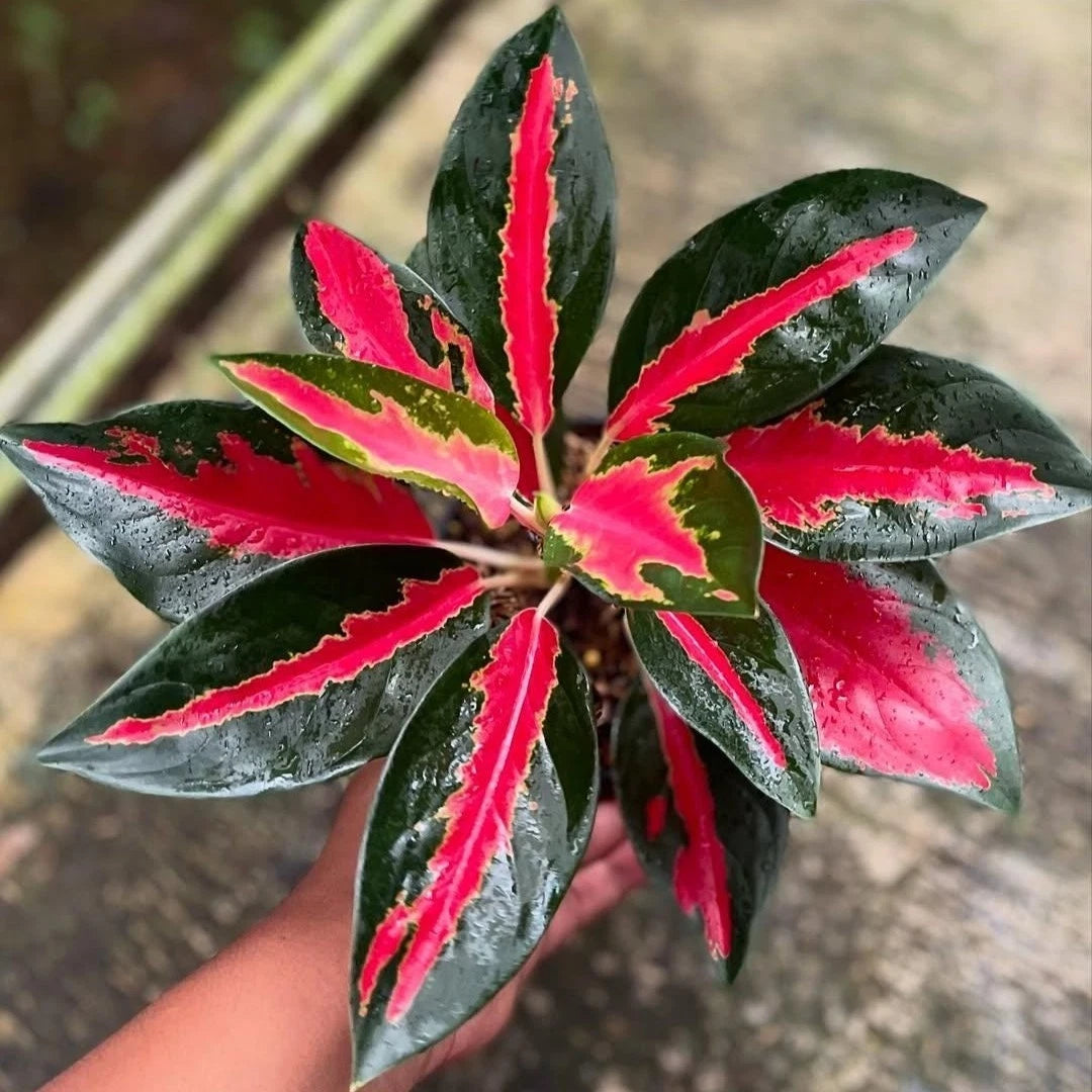 Aglaonema Kochin Bakudapati - Rare Unique Tropical Houseplant