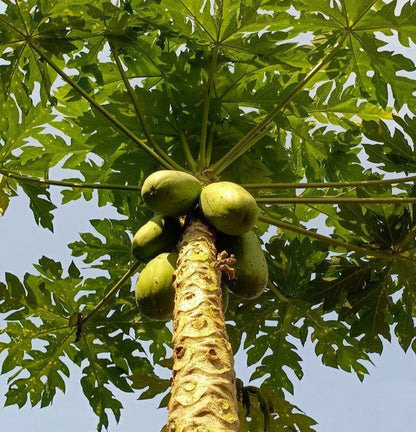 Callina Papaya Seeds (Carica papaya 'Callina') – 150+ Premium Fresh Sweet Crispy-Fleshed Callina California Papaya Seeds