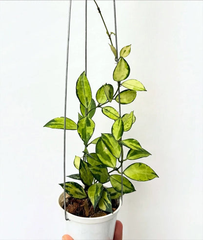 Hoya Lacunosa Asami Reborn Sp JaBar – Rare Tropical Indoor Outdoor Wax Plant Certified Live Specimen for Planting
