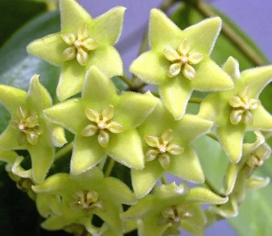 Hoya chlorantha Rare Tropical Wax Plant (1+ Rare Exotic Epiphytic Vine Specimen) – Premium Live Botanical Plant for Indoor Growing & Collectors