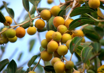 Arabian Jujube Seeds 120+ pcs (Ziziphus spina-christi) – Premium Certified Sidr Fruit Tree Plant Seeds for Planting