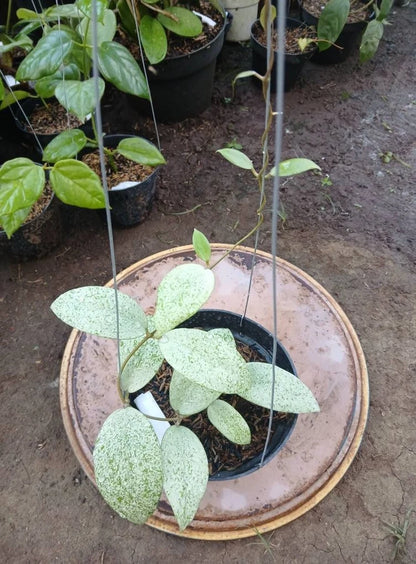 Hoya sp. ‘Warok Silver’ | Rare Tropical Wax Plant | Silver Leaf Hoya | Indoor Outdoor Collector Plant