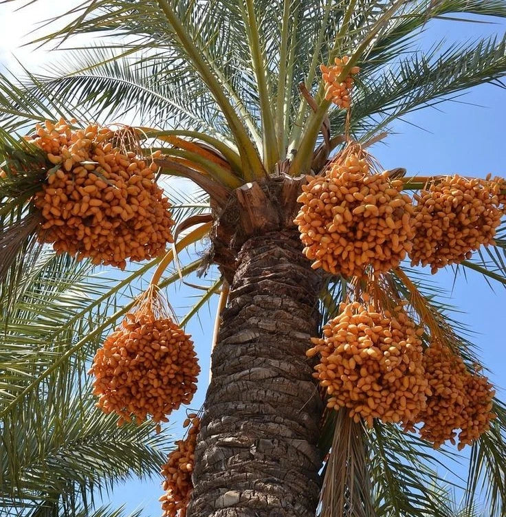 Premium Sukkari Dates Palm Seeds (Phoenix dactylifera var. Sukkari) – Sweet Desert Date Fruit Tree Seeds for Planting (35+ Pcs)