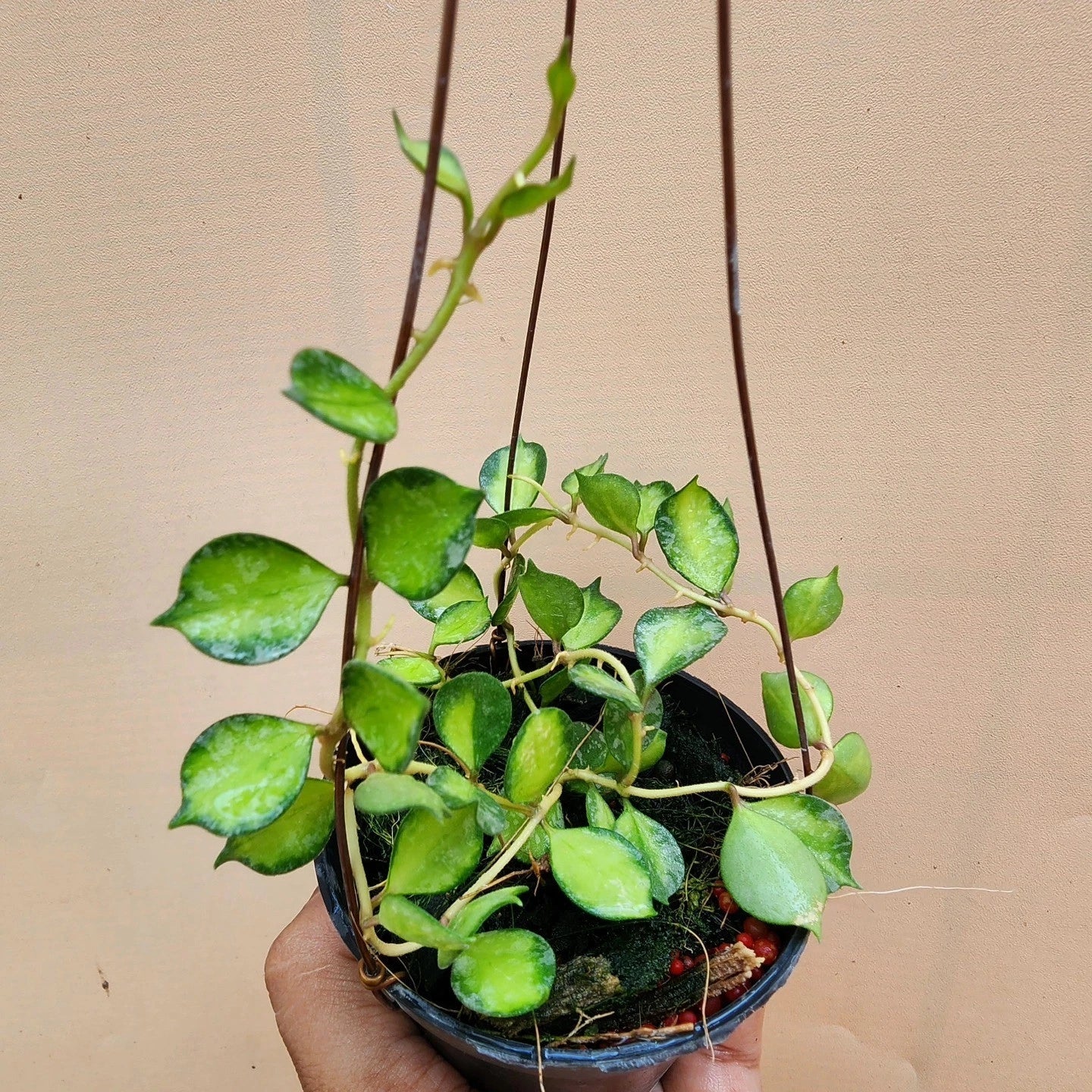 Hoya Curtisii Variegated Wax Plant Seeds – Ultra-Rare Exotic Tricolor Variegated Miniature Tropical Indoor Climbing Vine Seeds