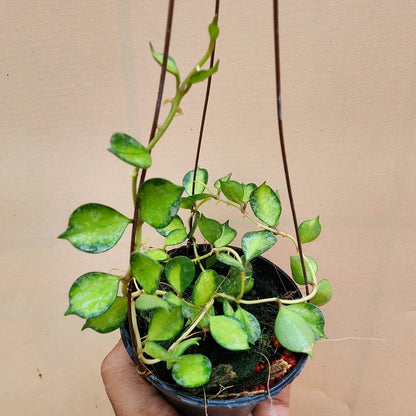 Hoya Curtisii Variegated Wax Plant Seeds – Ultra-Rare Exotic Tricolor Variegated Miniature Tropical Indoor Climbing Vine Seeds