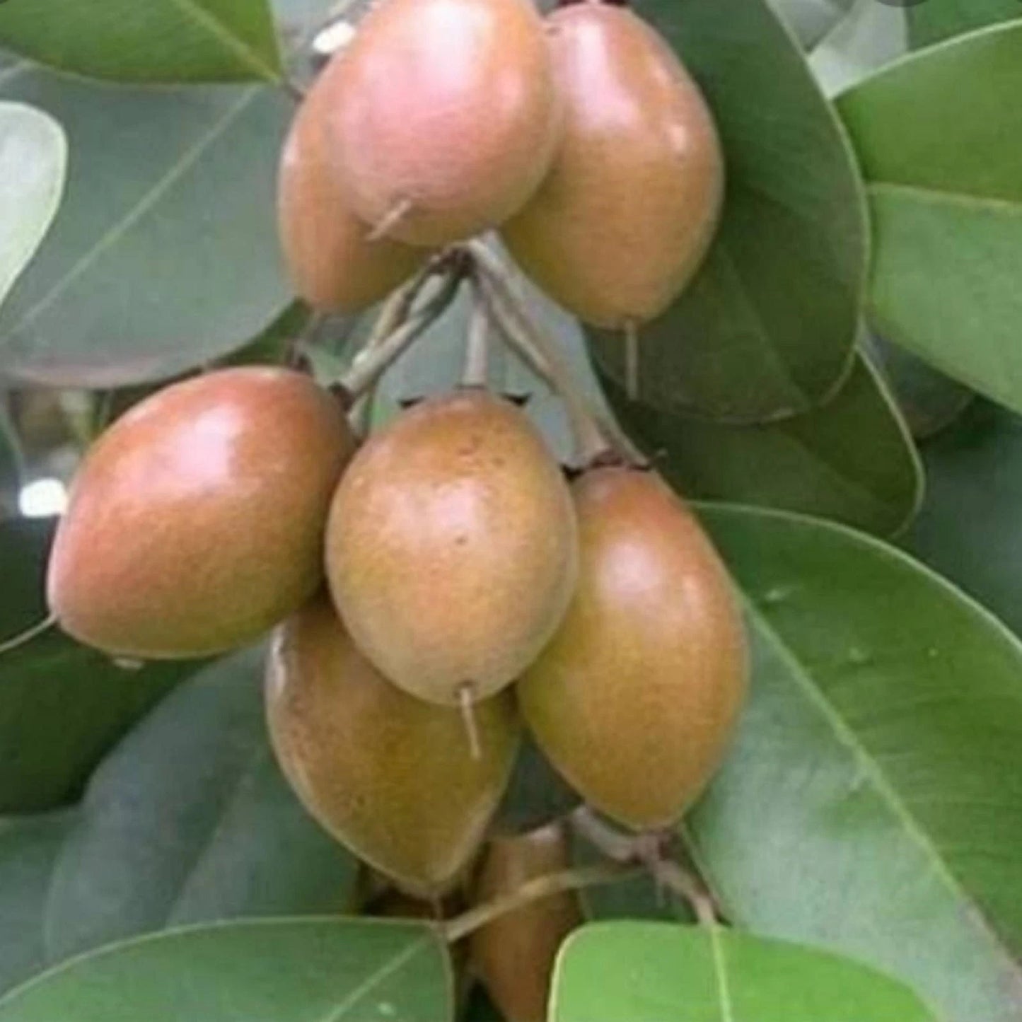 Small Grafted Sapodilla (Chikoo) - Premium Tropical Fruit Tree