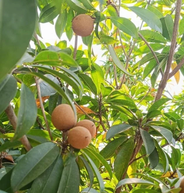 Fairchild Sapodilla Seeds (Manilkara zapota) – 35 Premium Sweet Chico Zapote Seeds