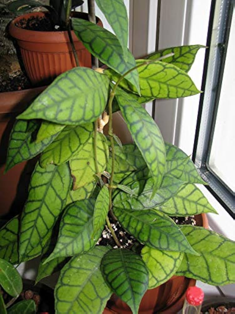 Hoya Finlaysonii Panggha Silver Rare Wax Plant | Tropical Indoor Outdoor Hoya | Collector Houseplant