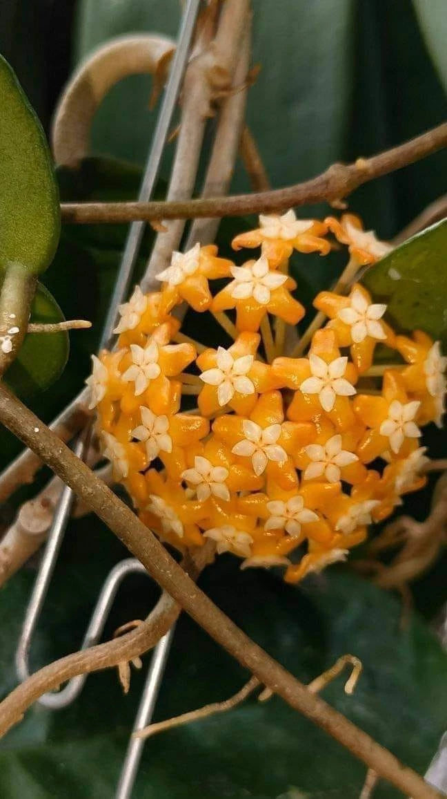 Hoya aff. vitellina 'Sumbawa' - Rare Tropical Wax Plant