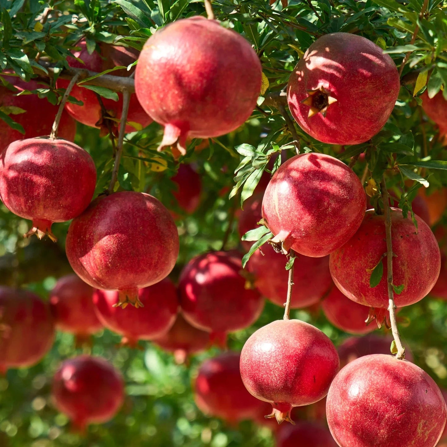 Premium Afghan Variety Pomegranate Seeds (Punica granatum var. Afgani) – Rare Sweet Ruby Red Fruit Tree Seeds for Planting (100+ Pcs)