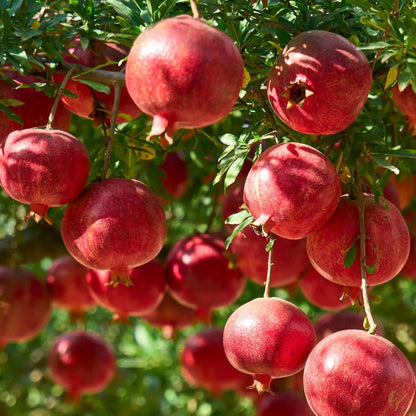 Premium Afghan Variety Pomegranate Seeds (Punica granatum var. Afgani) – Rare Sweet Ruby Red Fruit Tree Seeds for Planting (100+ Pcs)
