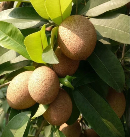 Lara Sapodilla Seeds (Manilkara zapota) – 35+ Premium Rare Sweet Brown Sugar Chikoo Seeds
