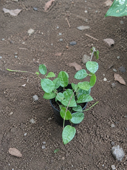 Hoya caudata - Rare Wax Plant in Minimalist Pot