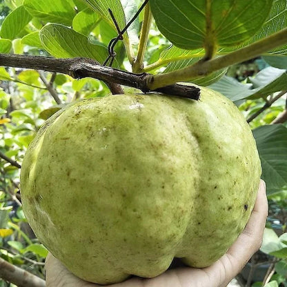 5,000+ Red Crystal Guava Seeds (Psidium guajava) | Sweet Red Flesh Fruit | Tropical Guava Tree