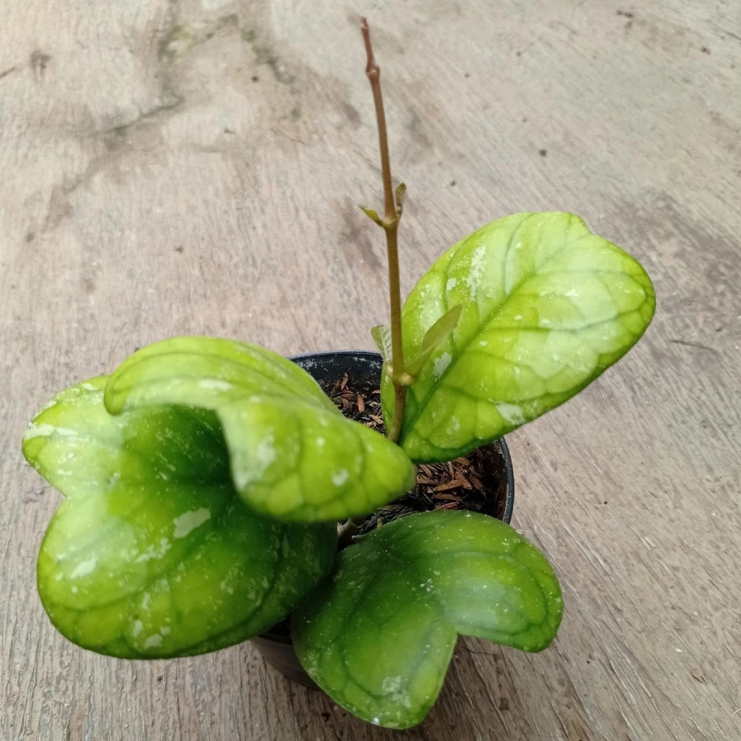 Hoya deykeae - Rare Heart-Leaved Tropical Wax Plant