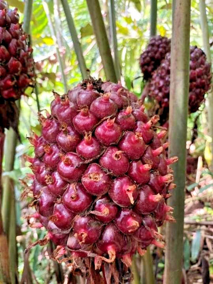 Red Torch Ginger Seeds (Etlingera elatior / 100+ Kecombrang Rare Tropical Flower Seeds) – Premium Exotic Botanical Specimen Plant Seeds for Planting