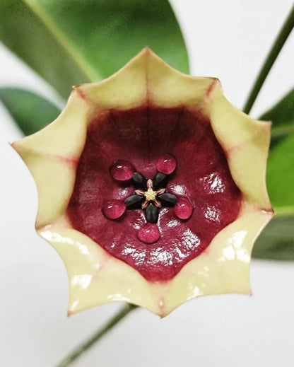 Hoya wallichii ssp. tenebrosa – Rare Exotic Tropical Wax Vine