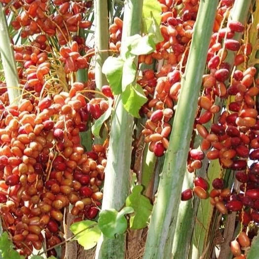 Safawi Date Palm Seeds (Phoenix dactylifera) – 35+ Premium Arabian Deep Black-Maroon Sweet Date Seeds