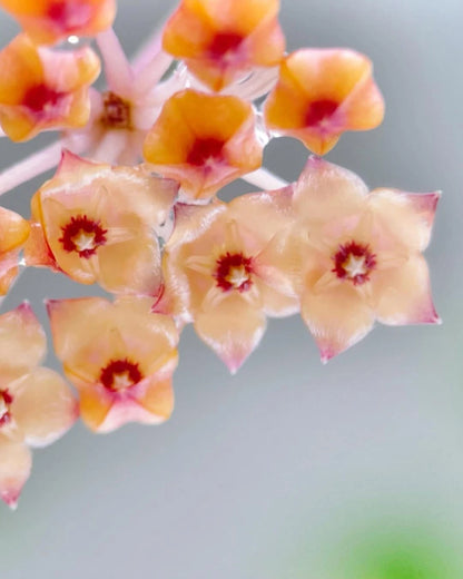 Hoya boycei Mini Sp. Borneo – Rare Tropical Wax Plant Live Cutting & Exotic Epiphytic Botanical Specimen