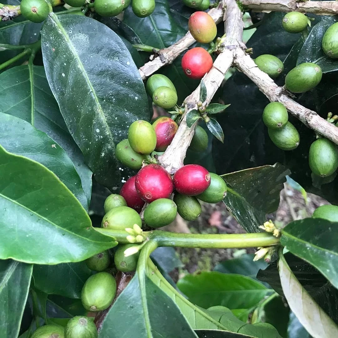 S-Line Coffee Seeds (120+ Bulk Seeds, Coffea arabica var. S-Line) – Premium Specialty Coffee Plant Seeds for Planting