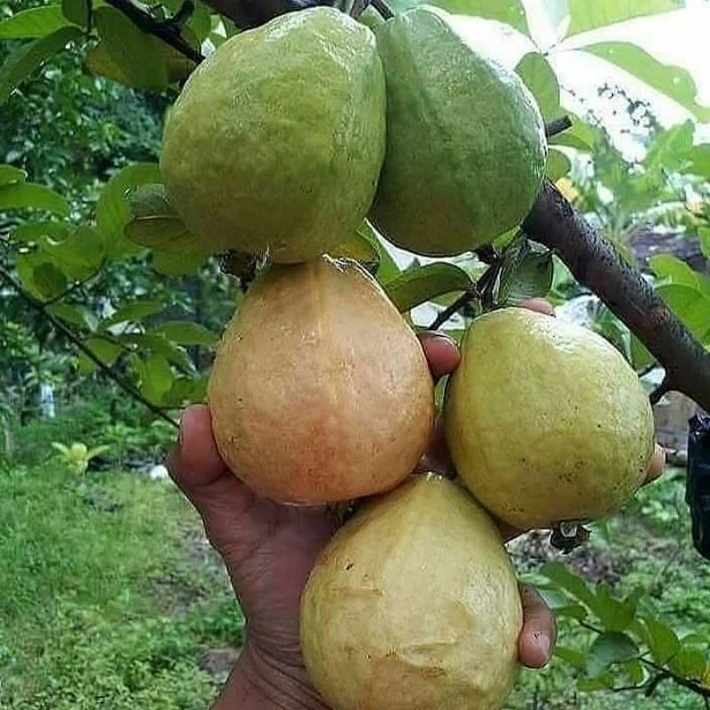 Red Getas Guava Seeds 250+ (Psidium guajava 'Red Getas') – Bulk Sweet Indonesian Tropical Fruit Tree & Orchard Crop Seeds for Planting