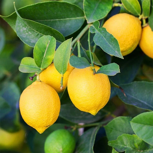 2,000+ Lisbon Lemon Seeds (Citrus limon 'Lisbon') – Premium Acidic Citrus Fruit Tree & Orchard Seeds for Planting