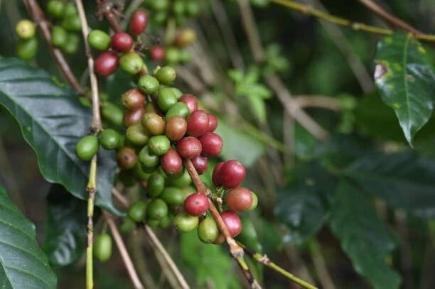 120+ 'Gayo' Coffee Seeds (Coffea arabica var. Gayo) – Elite Highland Estate Botanical Specimen (Collectors Quality)