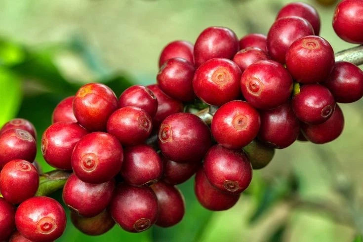 Catimor Coffee Seeds (Coffea arabica x Coffea canephora) – Premium Certified High-Disease-Resistant Gourmet Coffee Bean Plant Seeds for Planting (120 Pcs)