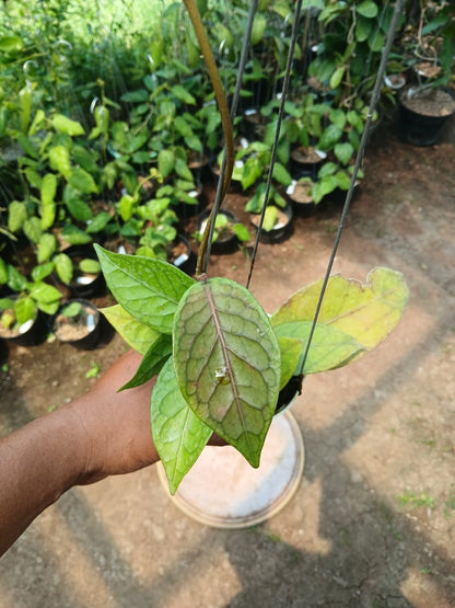 Rare Hoya Shogun (Hoya sp. 'Shogun') – Stunning Dark Foliage Tropical Wax Plant Cutting / Rooted Node