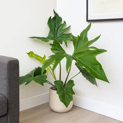 Philodendron African Fantasy Variegated | Rare Tropical Houseplant | Collector Philodendron | Live Plant