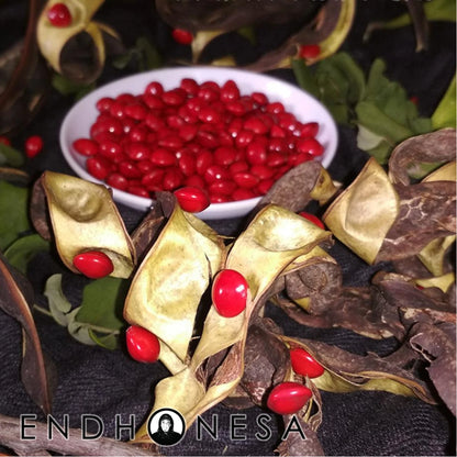 The Saga Tree Seeds (Adenanthera pavonina) – Rare Fresh Tropical Red Lucky Seeds for Planting and Propagation