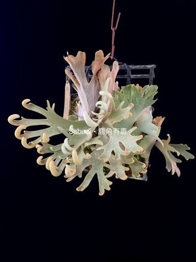 Rare Platycerium Willinckii - Exotic Staghorn Fern Tropical Houseplant (Real Picture)